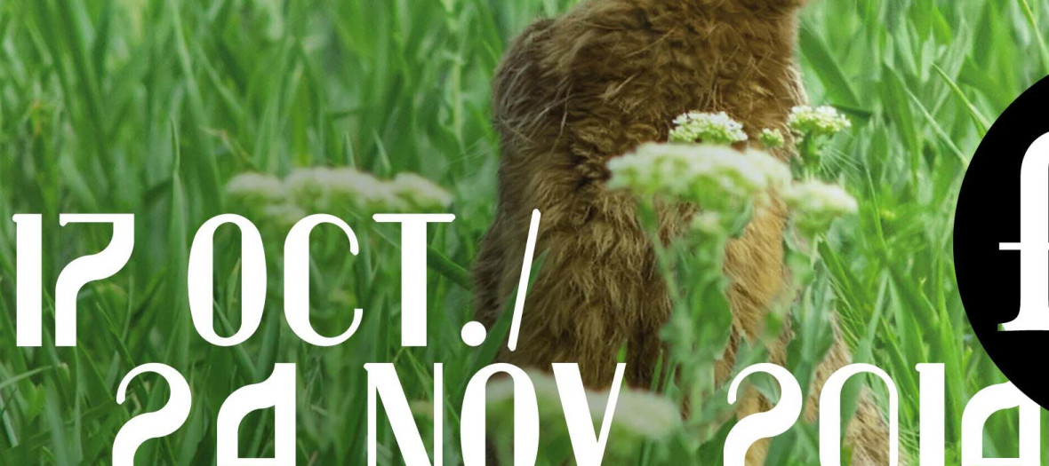 Aff Fiac2014 Lievre Czesznak Zsolt Shutterstock Com