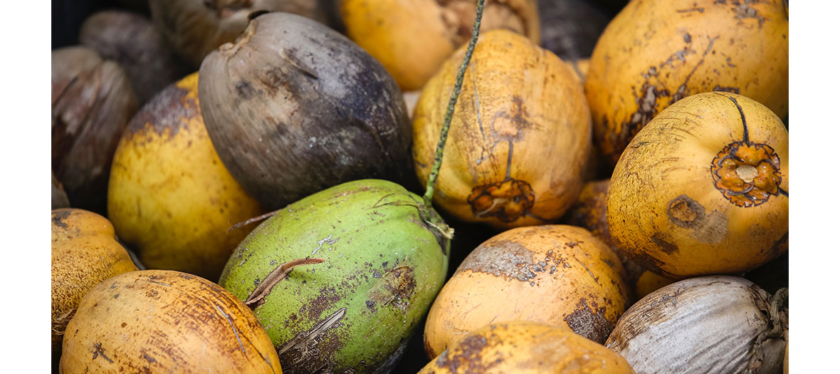 coconuts on display