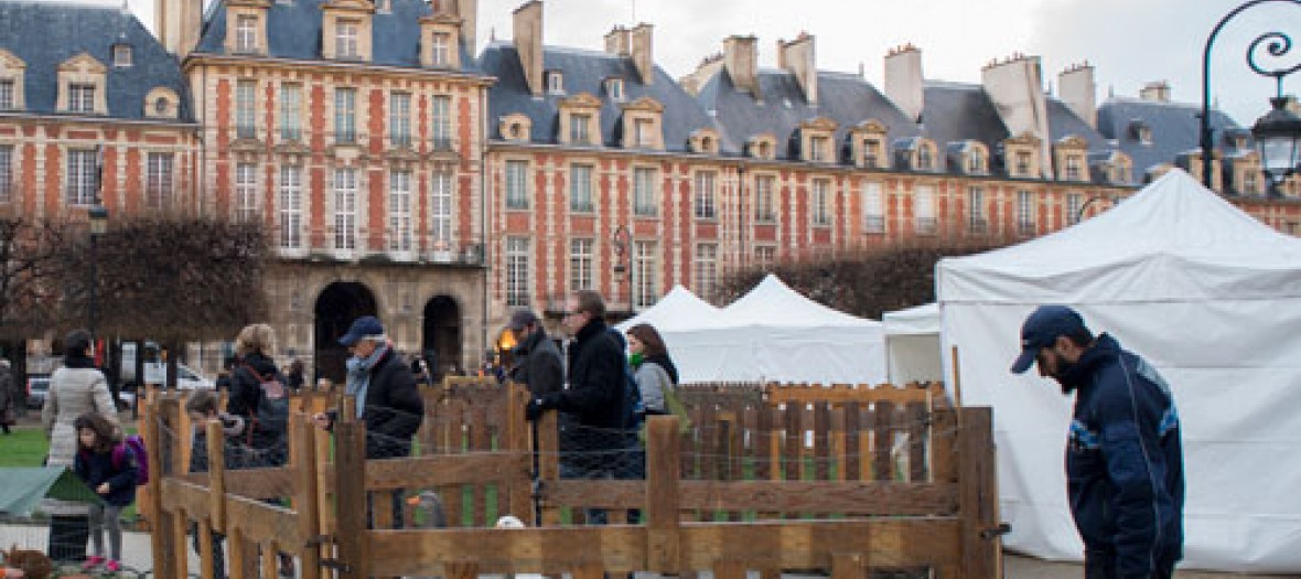 Une Ferme Et Des Biquettes Place Des Vosges