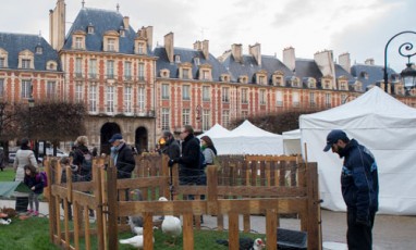 Une Ferme Et Des Biquettes Place Des Vosges