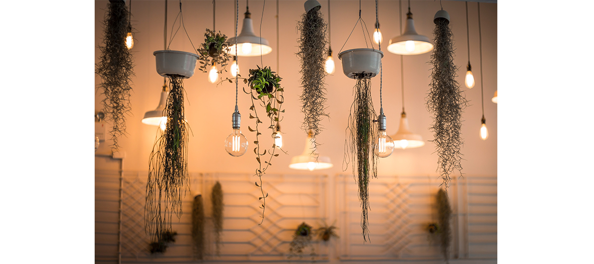 Suspended plants and lights