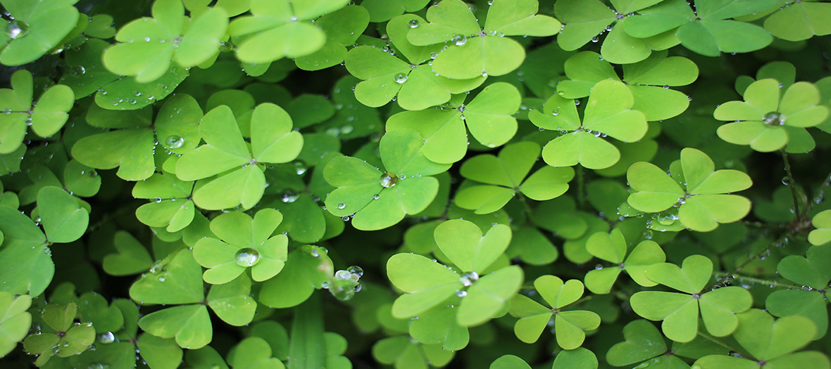 Four leaf clover field