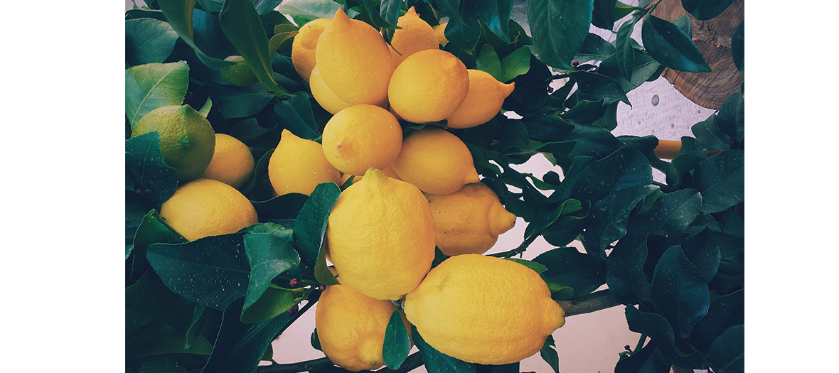 Citrons jaunes 