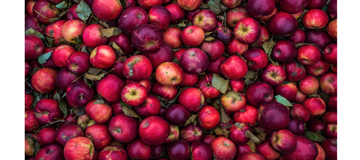 Batch of red apples