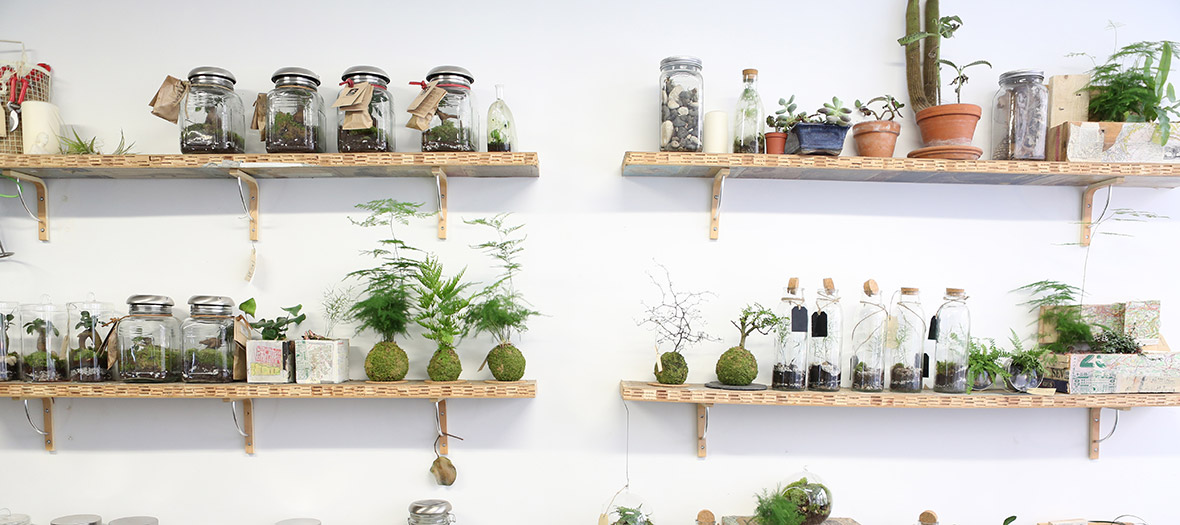 Décoration interne de l'atelier végétal avec des plantes, des paysages de prairies dans des terrariums en verre ou en ceramique