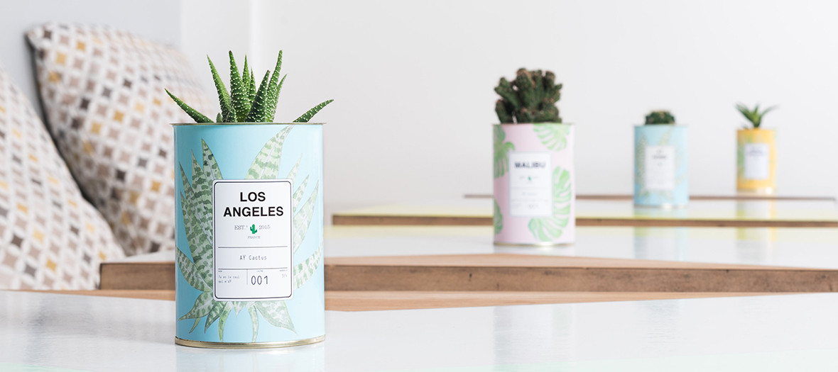 Little cactus in box by Ay concept store