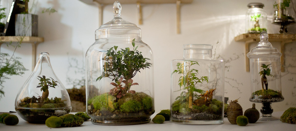 Landscapes of meadows in glass terrariums in the plant workshop of Canal Saint Martin