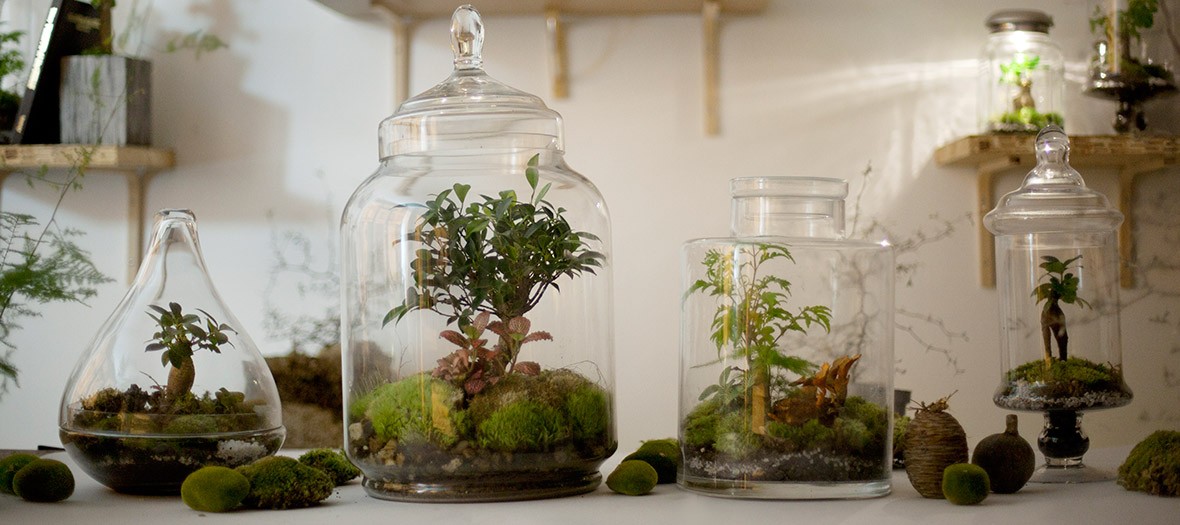 Des paysages de prairies dans des terrariums en verre à l'atelier végétal du Canal Saint Martin