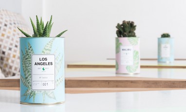 Little cactus in box by Ay concept store