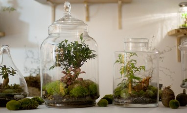 Des paysages de prairies dans des terrariums en verre à l'atelier végétal du Canal Saint Martin