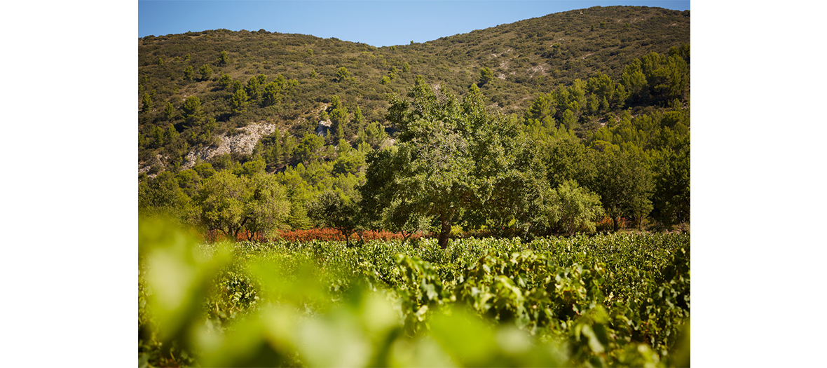 vignes luberon