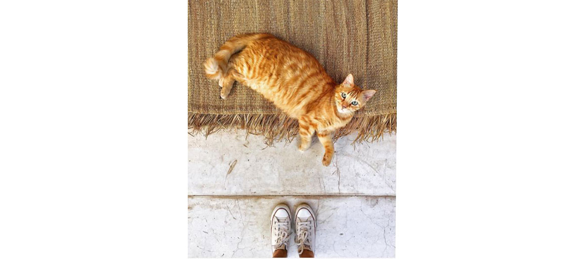 cat sitting at a woman's feet