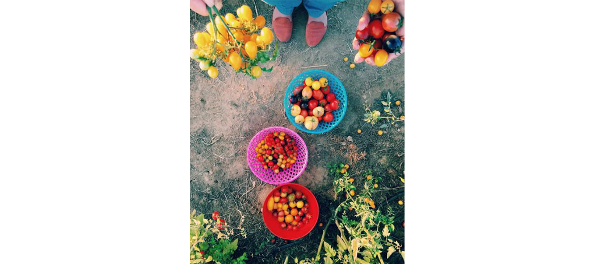 shot of tomatoes after reaping