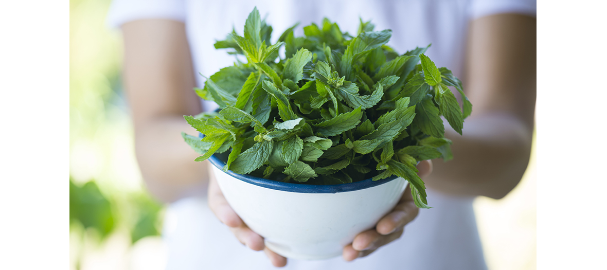 Remede naturel contre l'acnee avec des feuilles de menthe et des clous de girofle