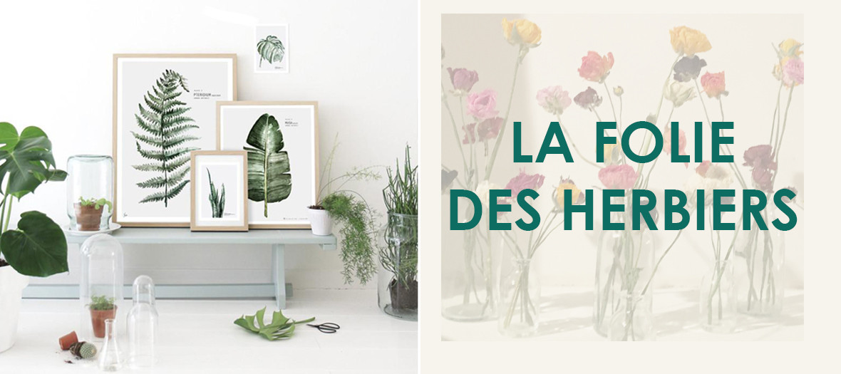 Herbier déco