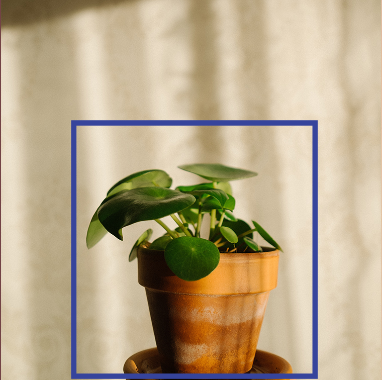 cadeau pilea eukalypte Pilea Peperomioides Eukalypte à 11€
