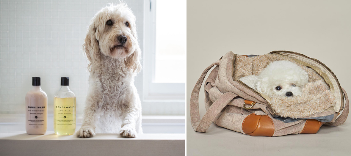 Concept store en ligne pour les chiens