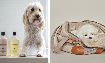 Concept store en ligne pour les chiens