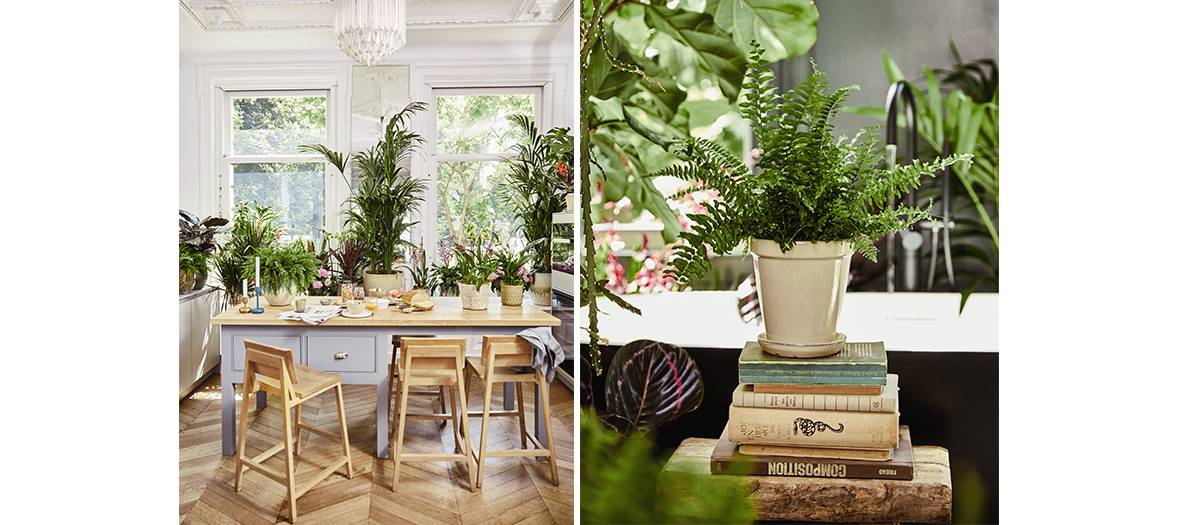 Beautifull Maplantemonbonheur plant in a living room in Paris