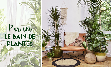 Plantes Maplantemonbonheur dans un salon