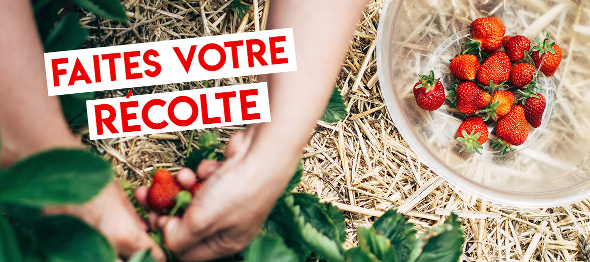 Chapeaudepaille strawberry Picking near Paris