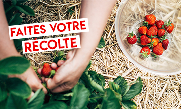 Chapeaudepaille strawberry Picking near Paris