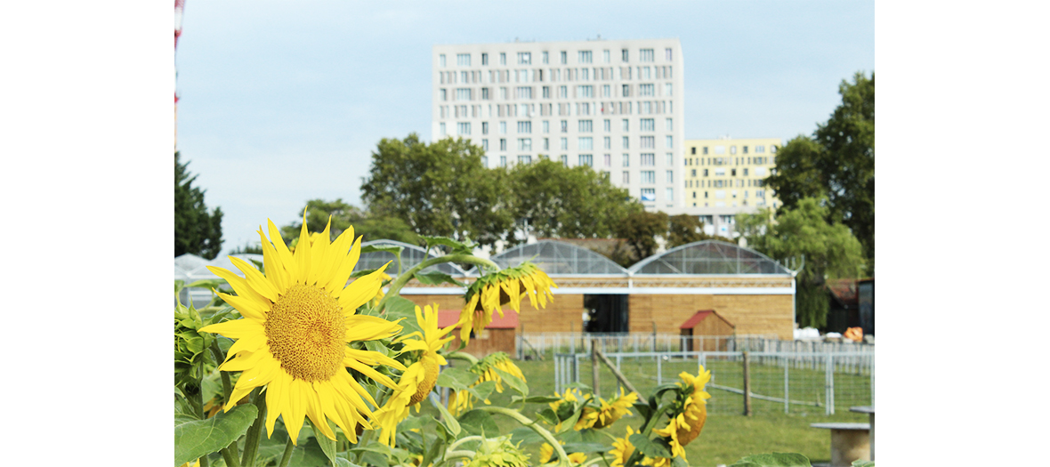 Fleure de tournesol à la ferme urbaine de Saint-Denis