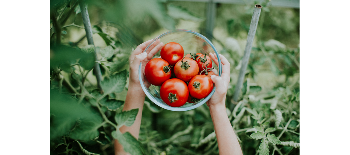 Un bol de tomates rouges cultivées sous une serre