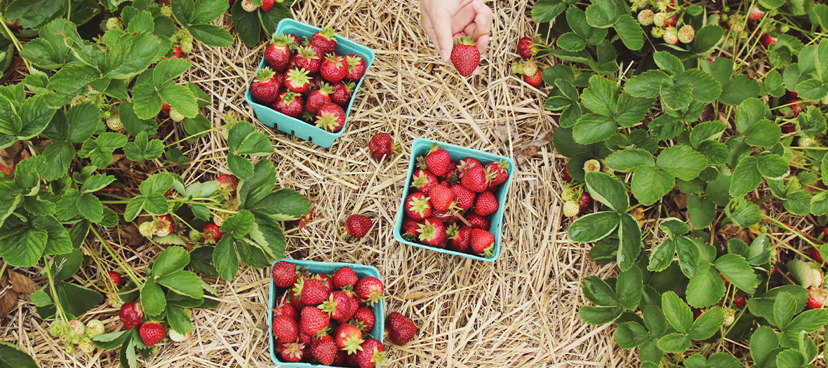 Strawberry picking in a field in Île de France