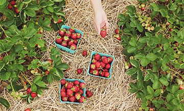 Strawberry picking in a field in Île de France