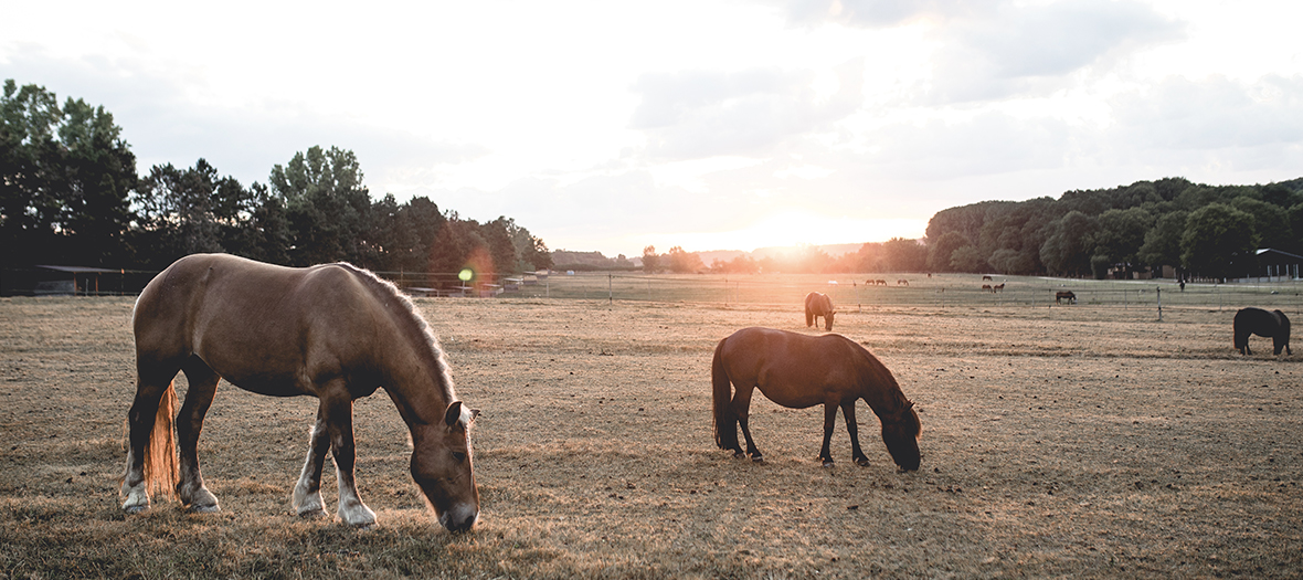 Poney broutant de l'herbe dans les paturages du Barn