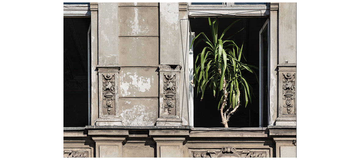 Le yucca  purifie l’air en s’attaquant à l’ammoniac, au benzène et à tous les polluants présents dans les bougies, les encens, le tabac, certains produits de beauté et d’entretien et même les feutres et marqueurs.