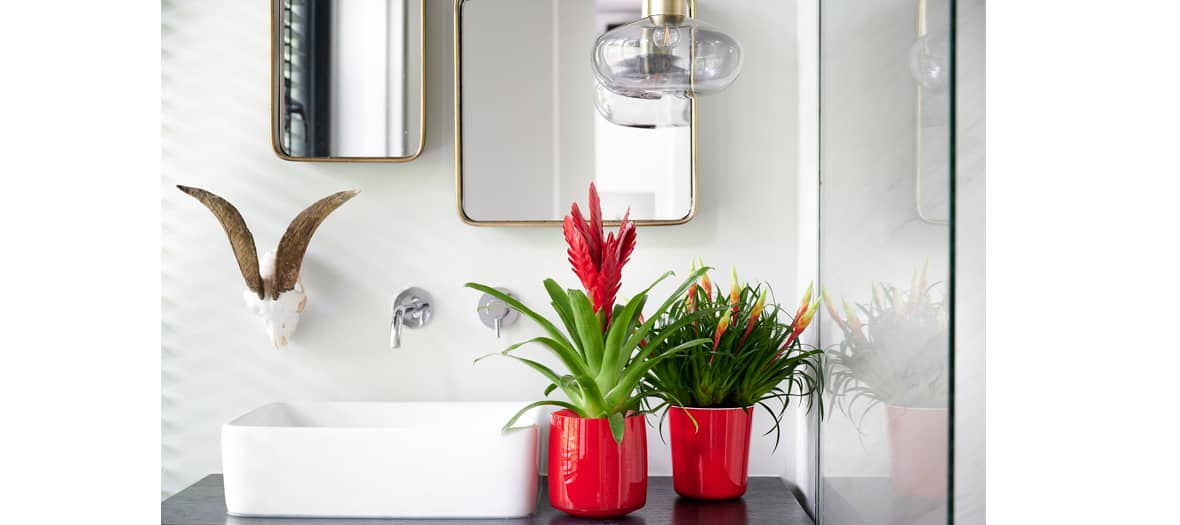 Plante d'interieur bromelia dans un salle de bain pour un effet jungle bathroom