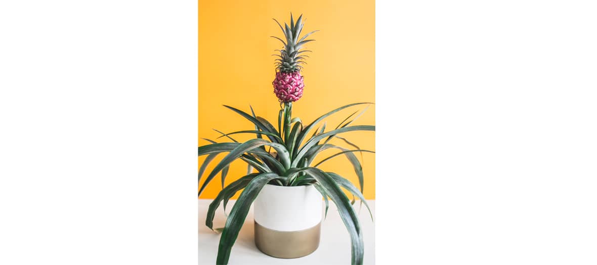 Les plantes d'ananas améliore la qualité de l'air et diminue les ronflements.