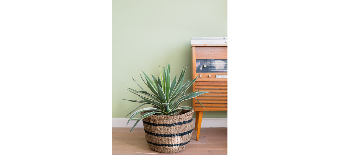 salon de musique avec pothos, cactus et yucca.