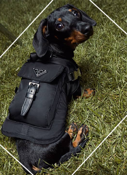 Prada backpack for dogs
