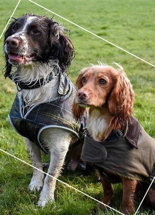 manteau barbour chien