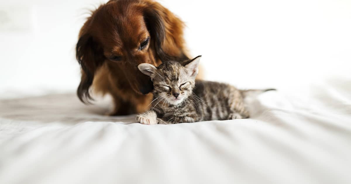 Lily S Kitchen Les Croquettes Foodies Pour Chiens Et Chats Lily S Kitchen Les Croquettes Foodies Pour Chiens Et Chats