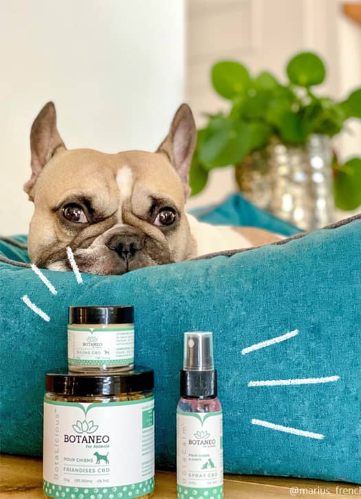 Treats, calming spray and CBD balm for dogs, all from Botaneo