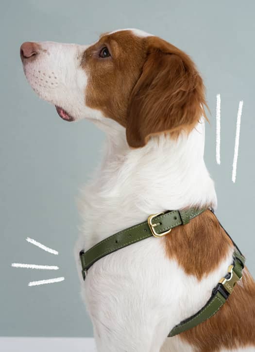 accessoires chics et luxes pour chiens