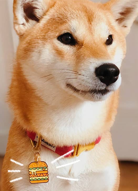 accessoires chics et luxes pour chiens