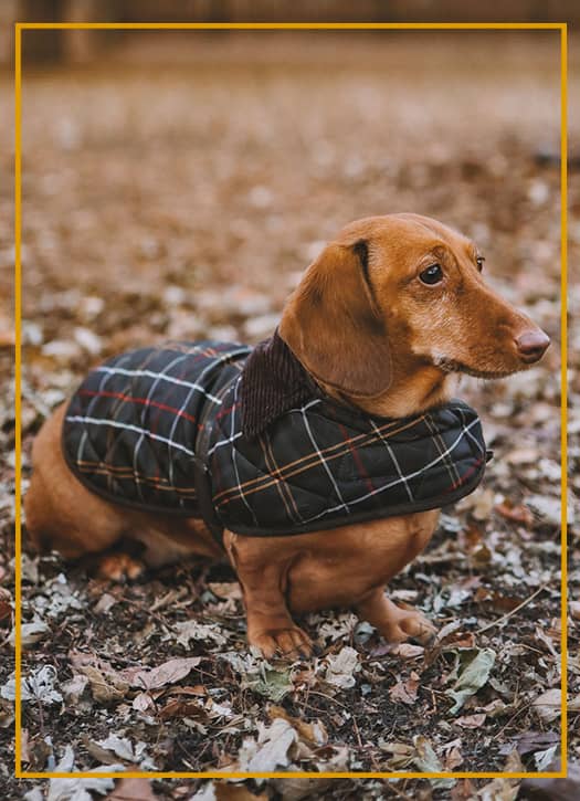 barbour manteau chien