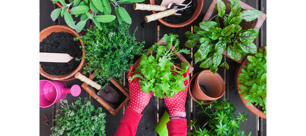 Comment planter des plantes aromatiques sur son balcon ? - Côté Maison