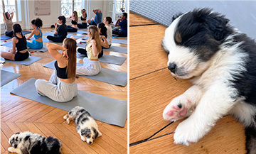 Puppy Yoga