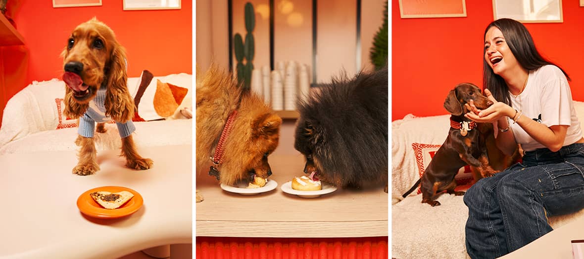 Casa del Doggo à Paris, espace cosy et ludique pour chiens avec desserts et maîtres réunis.