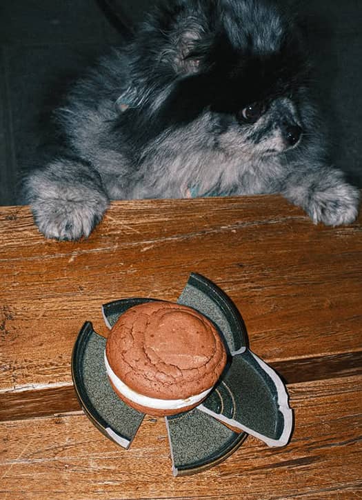 Coffee shop branché dans le Marais avec dessert sur une assiette cassée et petit chien curieux