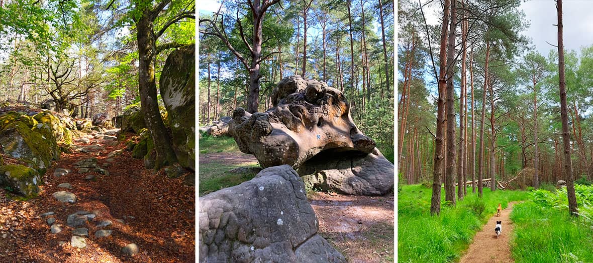 Sentier de randonnée dans la forêt de Fontainebleau au départ de Bois-le-Roi