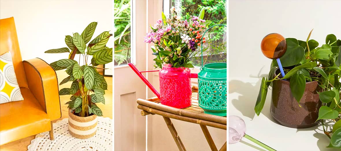 deco plantes interieures