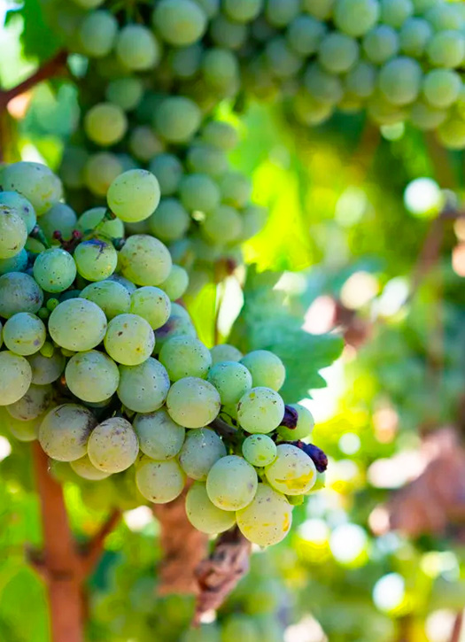 wecandoo atelier viticulture