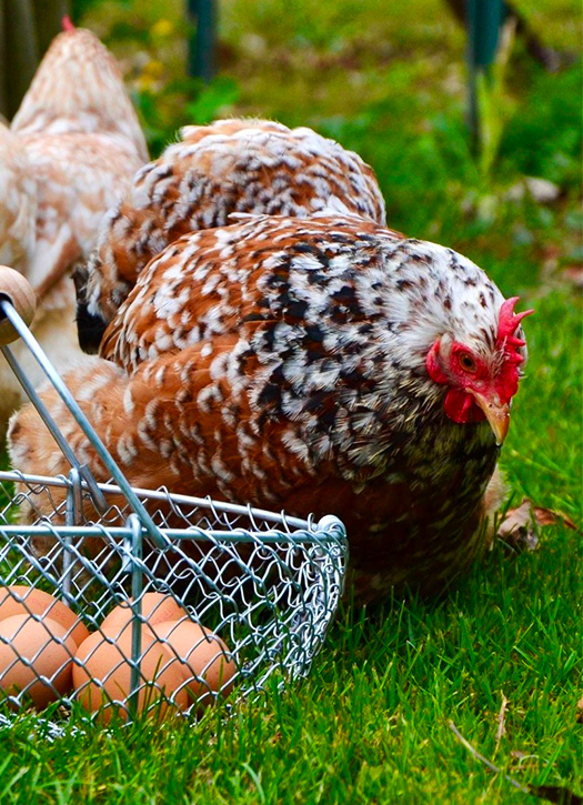 funbooker ferme gally